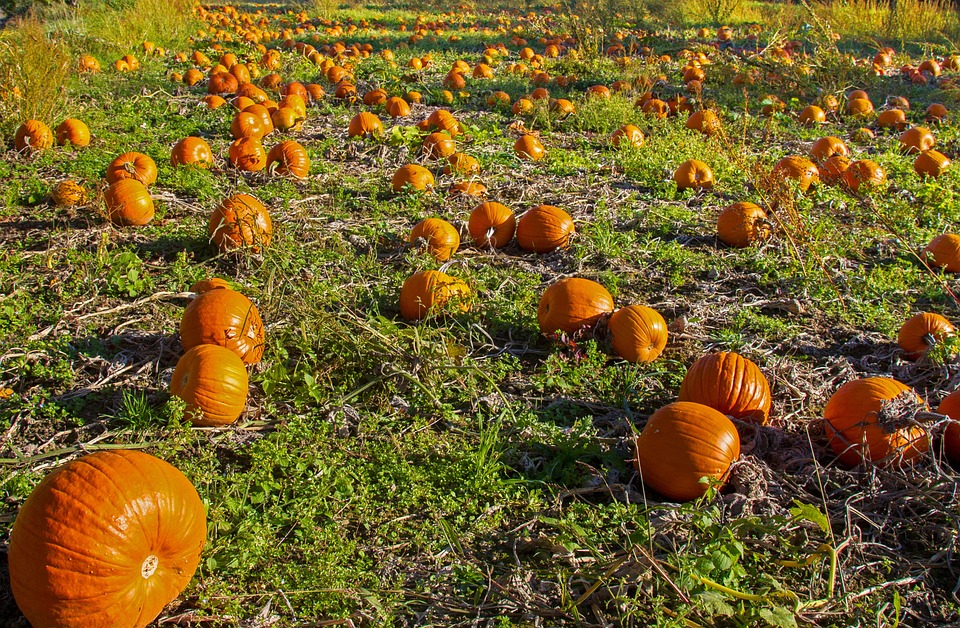pumpkin 2855490 960 720