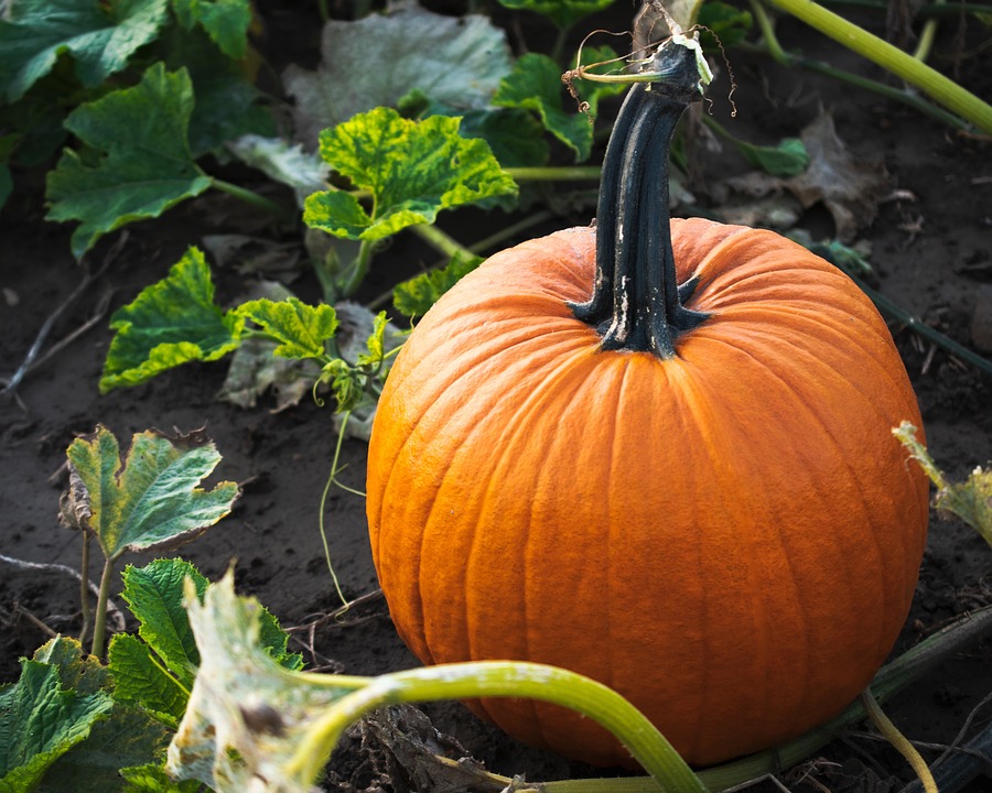 pumpkin 6655152 960 720