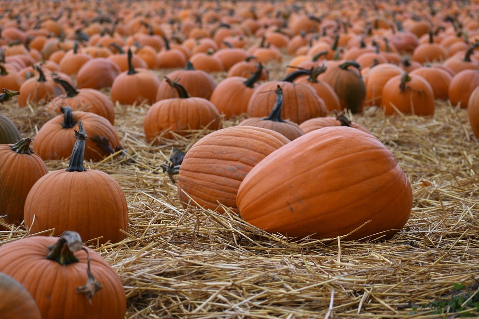 pumpkins 5637748 960 720