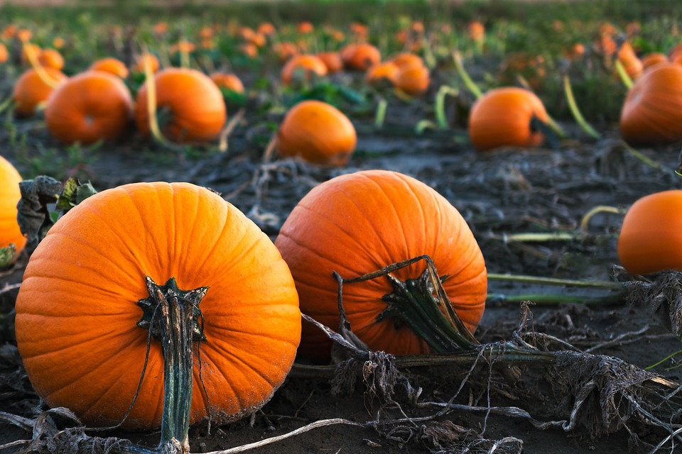 pumpkins 6655119 960 720