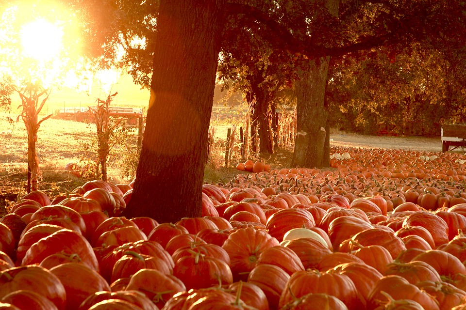 pumpkins 6742196 960 720