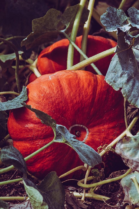 pumpkins 7432527 960 720