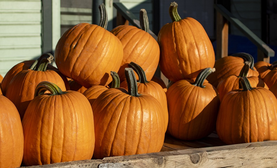 pumpkins 8287969 960 720