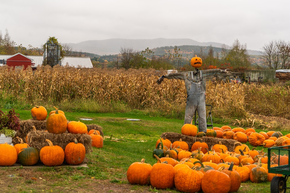 pumpkins 8984564 960 720