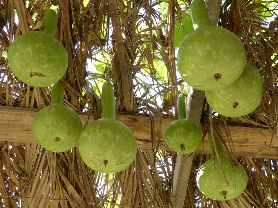 calabash 64436 960 720