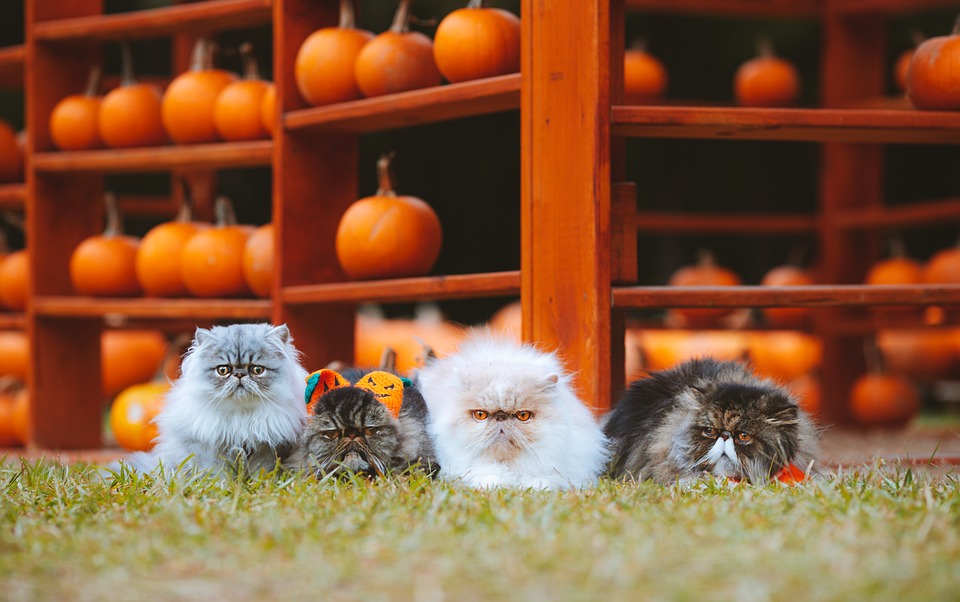 cats 8312031 960 720
