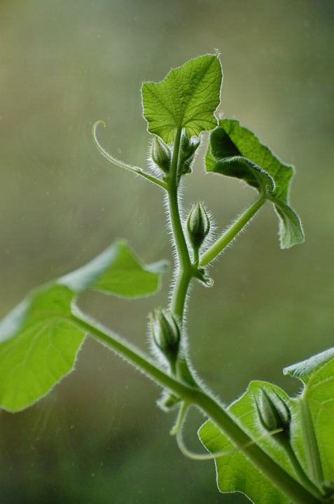 green 3532747 960 720