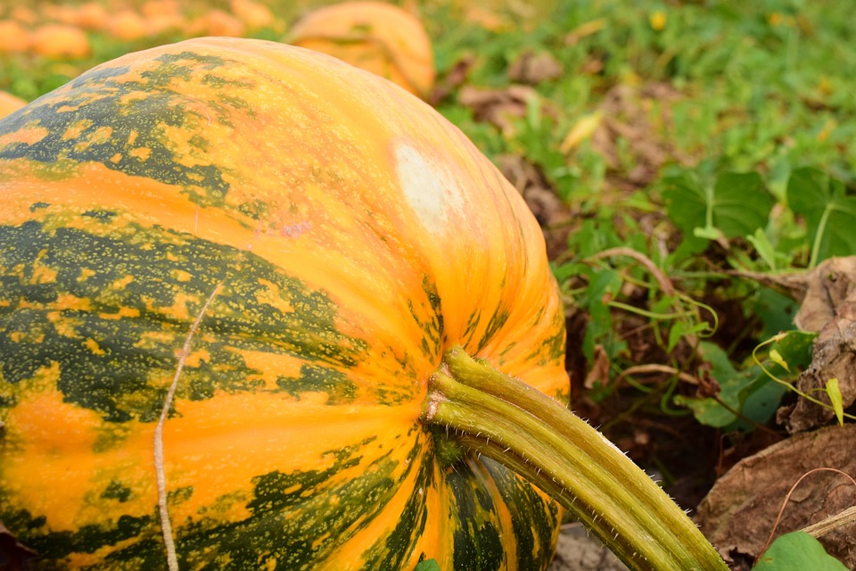 pumpkin 1678609 960 720