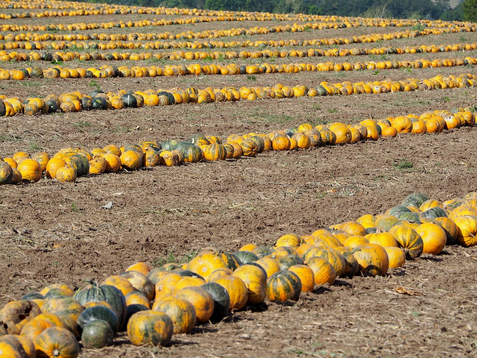 pumpkin 2724433 960 720