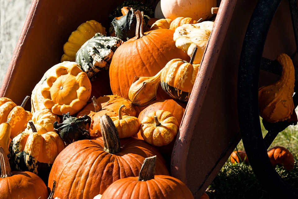pumpkin 3677657 960 720