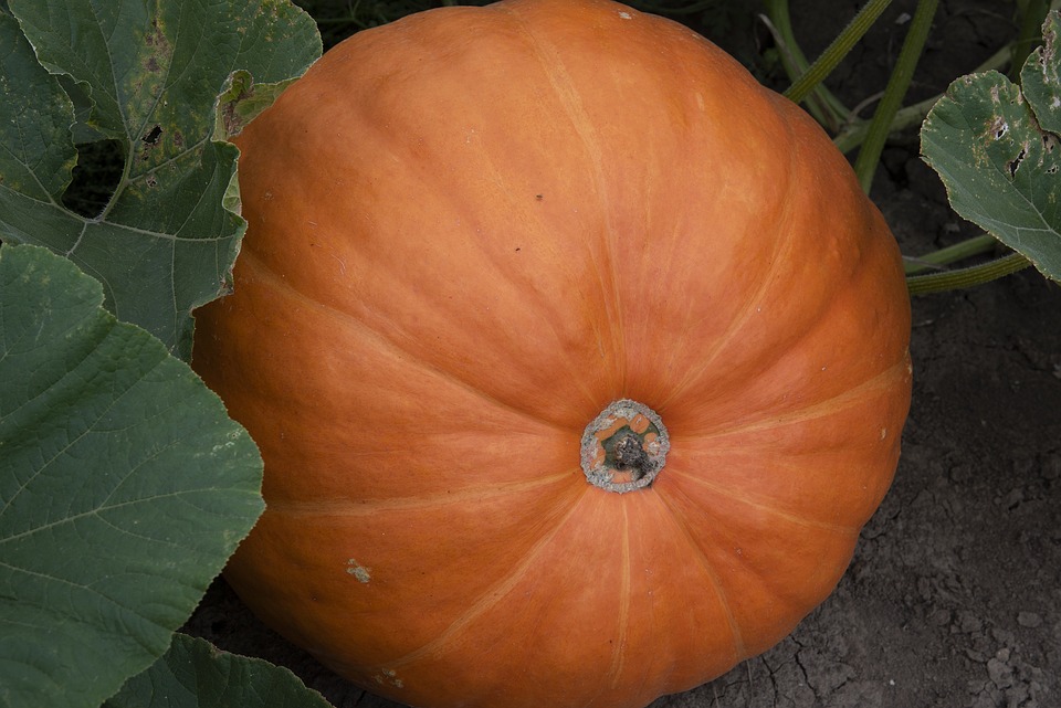 pumpkin 3757447 960 720