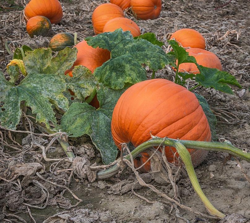 pumpkin 3795090 960 720