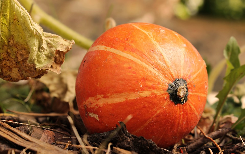 pumpkin 3806393 960 720