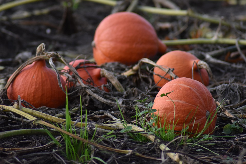 pumpkin 4530612 960 720