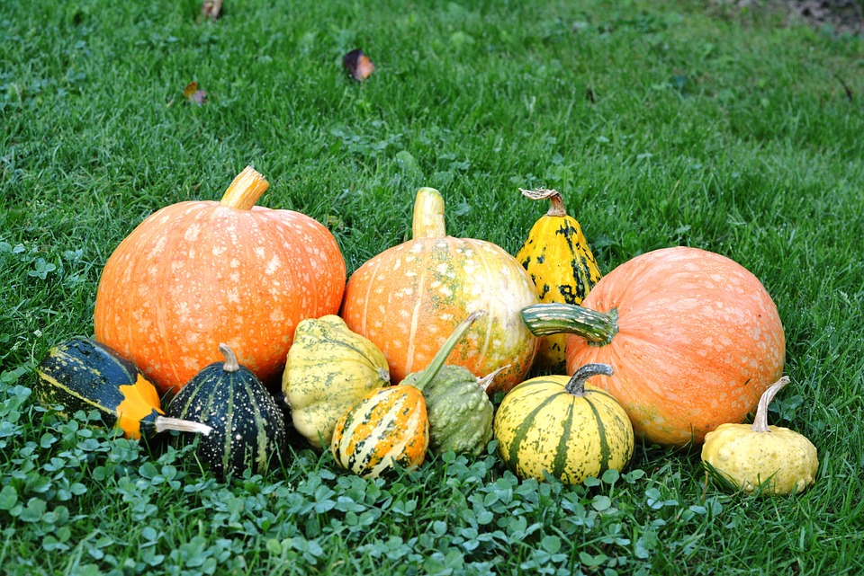 pumpkins 1677554 960 720