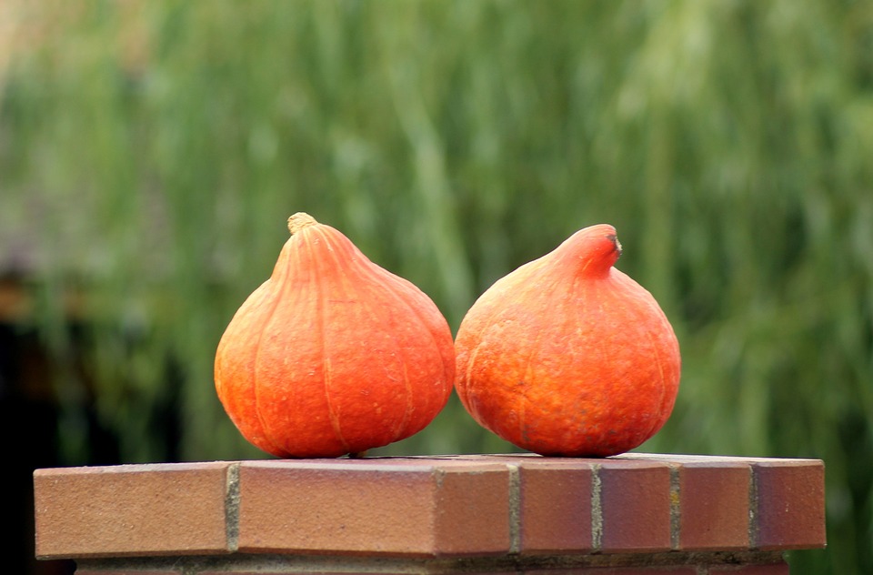 pumpkins 3643081 960 720