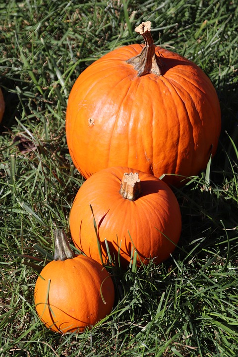 pumpkins 3657676 960 720