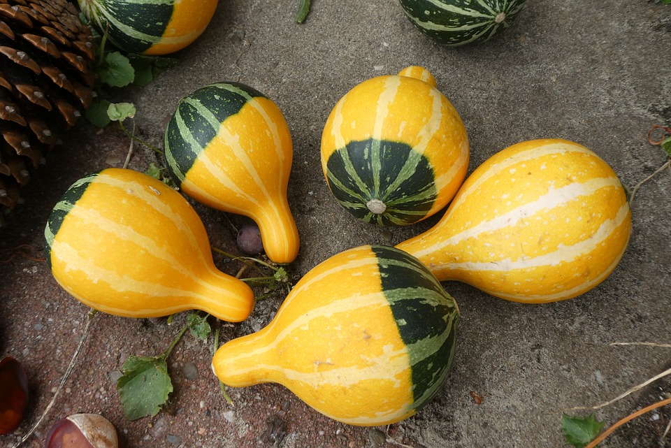 pumpkins 3663439 960 720