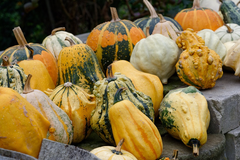pumpkins 3696182 960 720