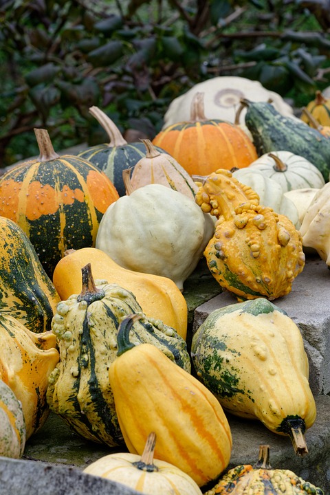 pumpkins 3696186 960 720