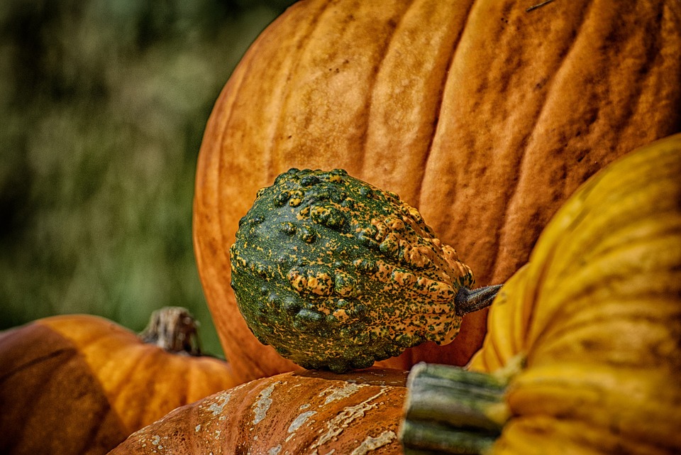 pumpkins 3714076 960 720