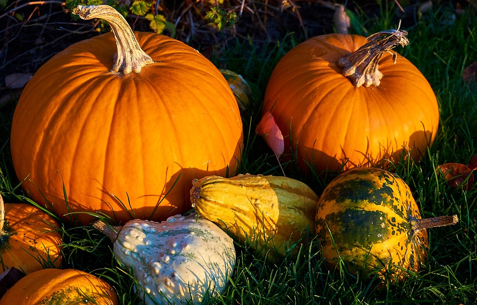 pumpkins 3781970 960 720