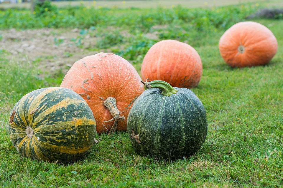 pumpkins 4538025 960 720