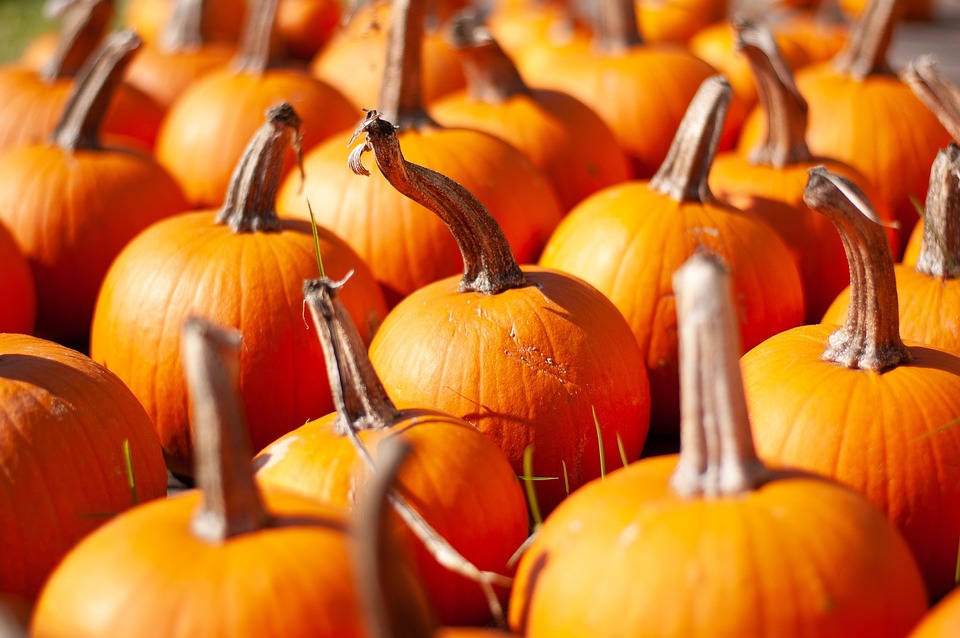pumpkins 4779446 960 720