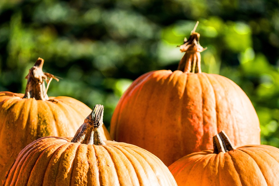 pumpkins 6706606 960 720