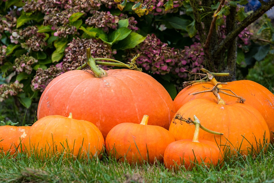 pumpkins 6960536 960 720