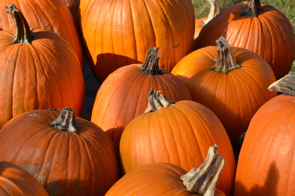 pumpkins 2433241 960 720