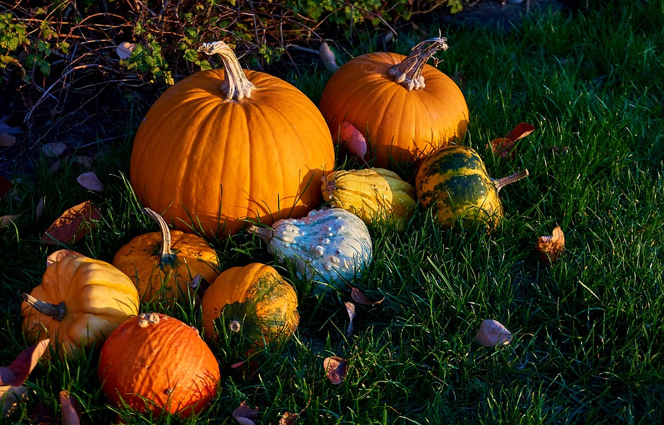 pumpkins 3781971 960 720