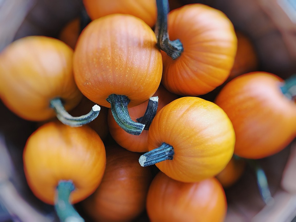 pumpkins 4484809 960 720