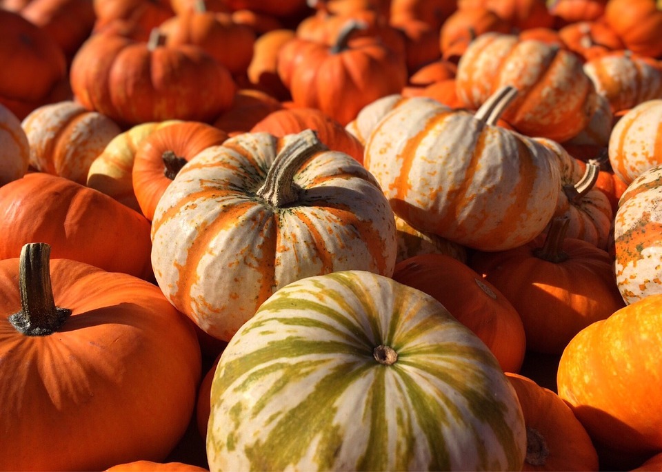 pumpkins 972199 960 720